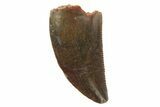 Serrated, Raptor Tooth - Real Dinosaur Tooth #251813-1